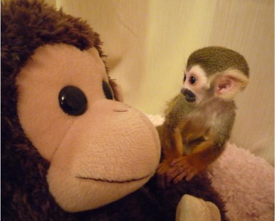 ペットシッター