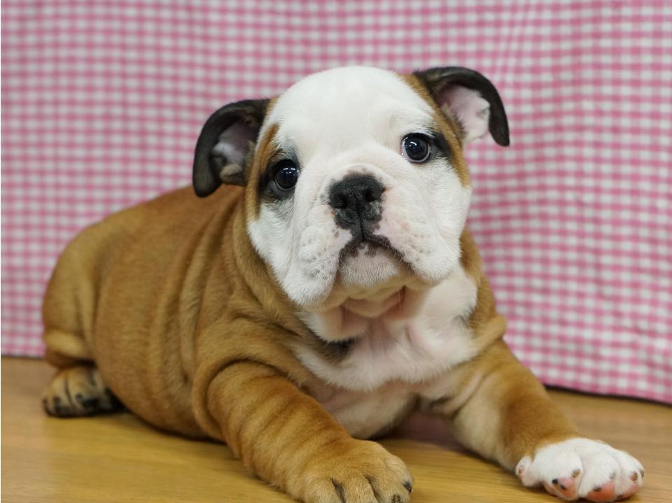 ペットシッター